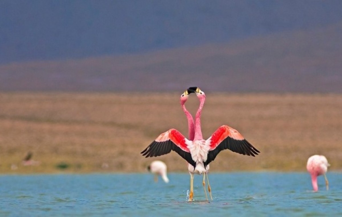 Laguna de los Pozuelos: características, turismo, ubicación y más